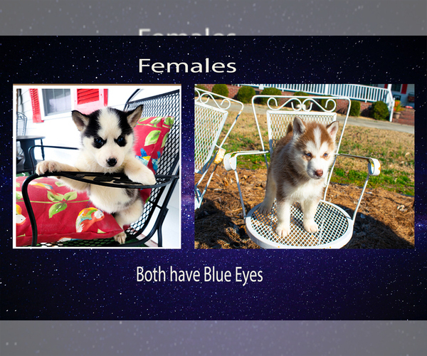 Medium Photo #1 Siberian Husky Puppy For Sale in GODWIN, NC, USA