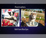 Small Photo #1 Siberian Husky Puppy For Sale in GODWIN, NC, USA