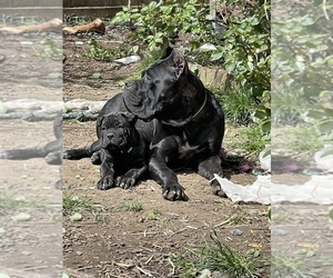 Mother of the Cane Corso puppies born on 02/17/2024