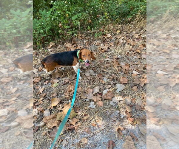 Medium Photo #11 Beagle Puppy For Sale in Foristell, MO, USA