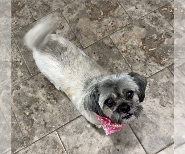 Medium Photo #5 Shih Tzu-Unknown Mix Puppy For Sale in Germantown, OH, USA