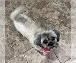 Small #4 Shih Tzu Mix