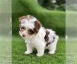 Small #8 Morkie