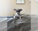 Small #3 Chihuahua