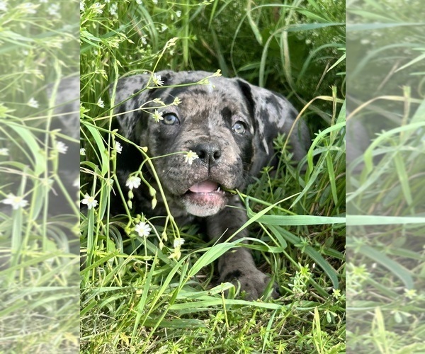 Medium Photo #15 American Bully Puppy For Sale in PLAINFIELD, CT, USA