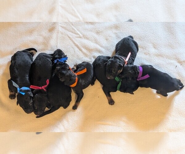 Medium Photo #2 German Shepherd Dog Puppy For Sale in OAK GROVE, OR, USA