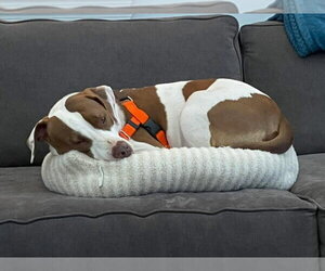 Mutt Dogs for adoption in Oakhurst, NJ, USA