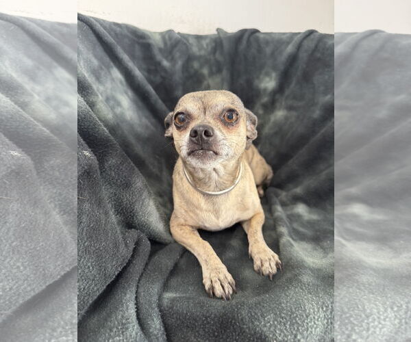 Medium Photo #3 Chihuahua Puppy For Sale in Bellevue, WA, USA