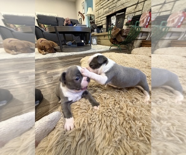 Medium Photo #10 Boston Terrier Puppy For Sale in FREDONIA, KS, USA