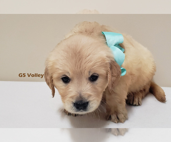 Medium Photo #4 Golden Retriever Puppy For Sale in MILFORD, MI, USA