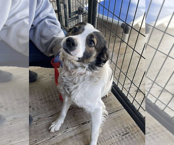 Medium Photo #2 Border Collie-Unknown Mix Puppy For Sale in Bolivar, MO, USA