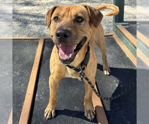 Labrador Retriever-Unknown Mix Dogs for adoption in Palmetto, FL, USA