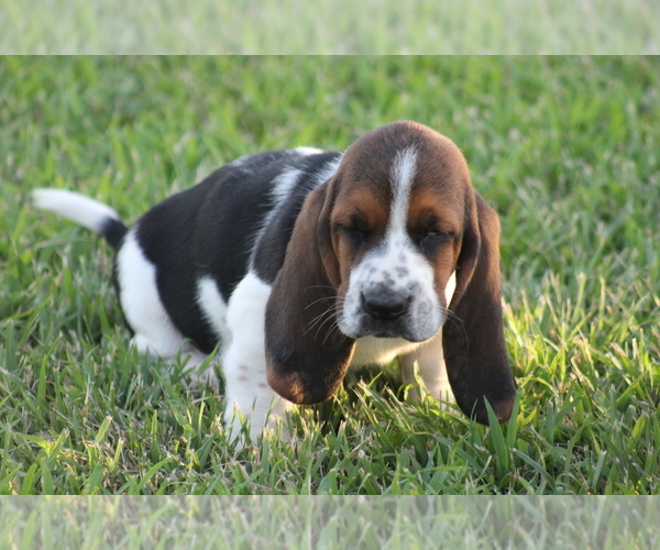Medium Photo #12 Basset Hound Puppy For Sale in MEMPHIS, MO, USA