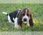 Small Photo #12 Basset Hound Puppy For Sale in MEMPHIS, MO, USA