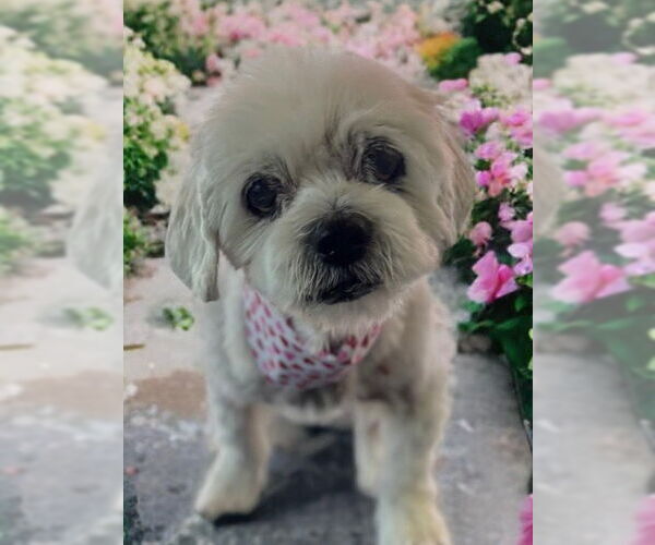 Medium Photo #3 Maltese-Unknown Mix Puppy For Sale in Newport Beach, CA, USA