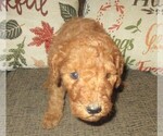 Small Photo #13 Goldendoodle Puppy For Sale in LINCOLN, AL, USA