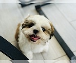 Puppy Mia Shih Tzu