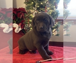 Labrador Retriever Puppy for Sale in MIDDLEBURY, Indiana USA