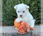 Small #1 Maltese