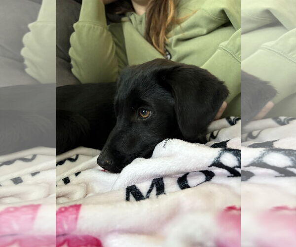 Medium Photo #2 Border Collie-Unknown Mix Puppy For Sale in MIDWAY, UT, USA