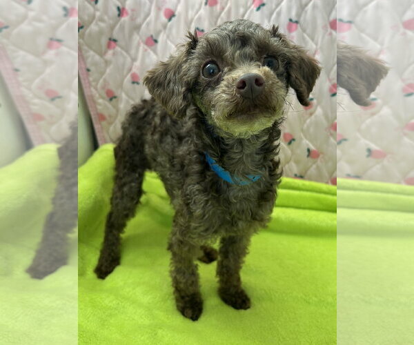 Medium Photo #4 Poodle (Miniature) Puppy For Sale in Pacolet, SC, USA