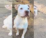 Small #21 American Bulldog Mix