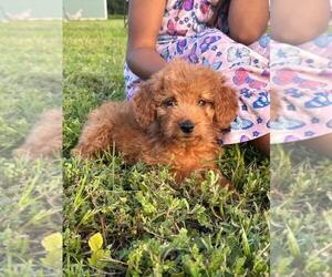 Goldendoodle (Miniature) Puppy for Sale in ITASCA, Texas USA