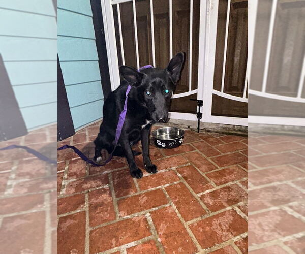 Medium Photo #2 German Shepherd Dog-Siberian Husky Mix Puppy For Sale in San Diego , CA, USA