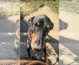 Doberman Pinscher Dogs for adoption in Buffalo, MN, USA