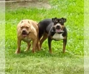 Father of the American Bully puppies born on 05/08/2023