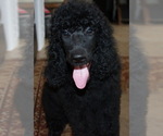 Small Photo #1 Poodle (Standard) Puppy For Sale in CLEARWATER, FL, USA