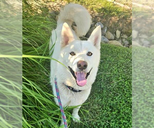 Medium Photo #1 Siberian Husky Puppy For Sale in Sacramento, CA, USA