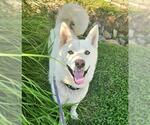 Small Siberian Husky