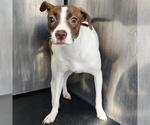 MOE - Female Rat Terrier-Unknown Mix Dog for Adoption - Small photo