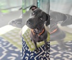Small #8 American Pit Bull Terrier-German Shepherd Dog Mix
