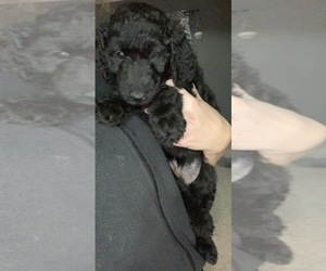 Goldendoodle Puppy for sale in BRYAN, OH, USA