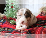Small Photo #5 Aussiedoodle Miniature  Puppy For Sale in STAFFORD, VA, USA