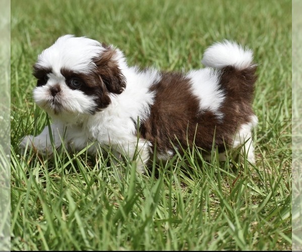 Medium Photo #5 Shih Tzu Puppy For Sale in PALM COAST, FL, USA