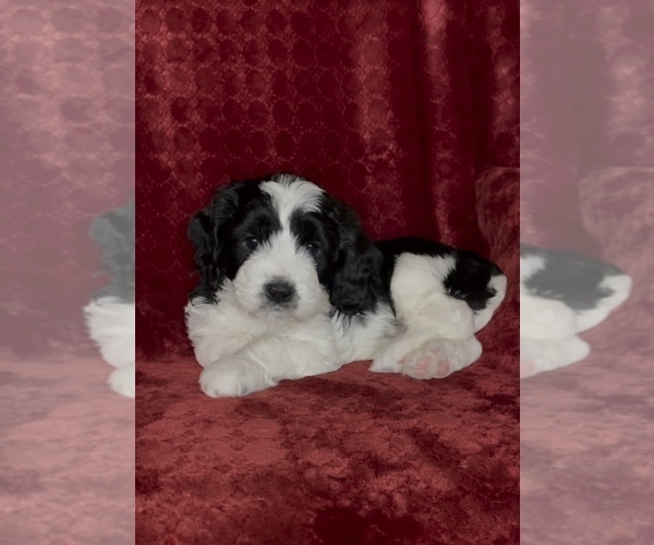 Medium Photo #1 Doodle-Poodle (Miniature) Mix Puppy For Sale in DELL RAPIDS, SD, USA