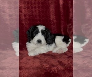 Doodle-Poodle (Miniature) Mix Puppy for Sale in DELL RAPIDS, South Dakota USA