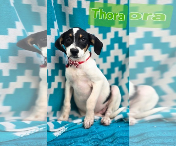 Medium Photo #5 Rat Terrier-Unknown Mix Puppy For Sale in Oakhurst, NJ, USA
