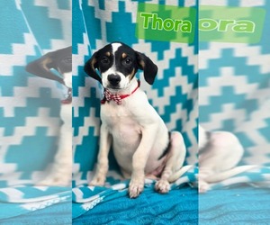 Thora- one of 3 playful sisters - Female Rat Terrier-Unknown Mix Dog for Adoption - Photo #5