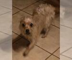 Small #2 Chihuahua Mix