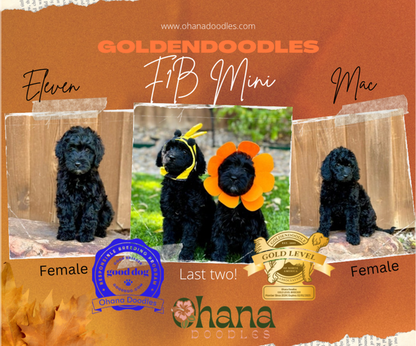 Medium Photo #46 Goldendoodle (Miniature) Puppy For Sale in HALTOM CITY, TX, USA