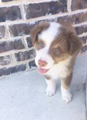 Australian Shepherd Puppy for sale in ARGYLE, TX, USA