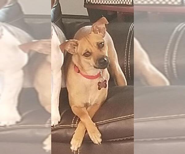 Medium Photo #5 Italian Greyhound-Unknown Mix Puppy For Sale in Bellevue, WA, USA