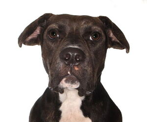 Medium Labrador Retriever Mix