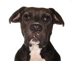 Small Labrador Retriever Mix