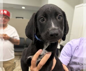 Mutt Dogs for adoption in Hilton Head, SC, USA