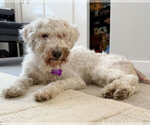 Maltese-Unknown Mix Dogs for adoption in Corona, CA, USA